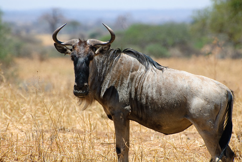 Tarangire National Park